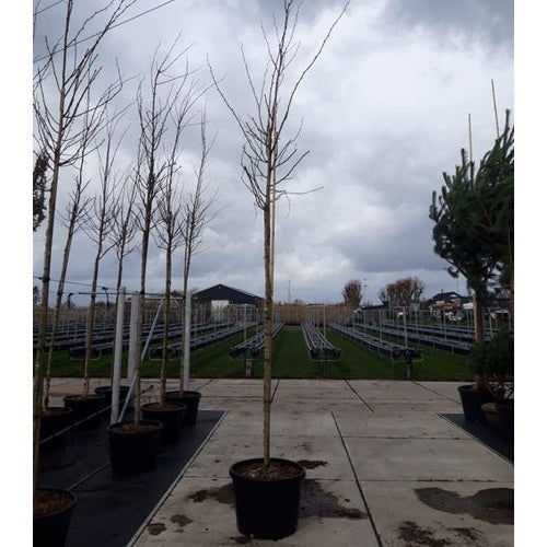 Robinia - Robinia pseudoacacia 'Frisia' - Stammens omkrets 16-18 cm, höjd 3,5-4 meter, HS,